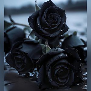 🎄🖤 tRaDe buNdLe FoR mY fRiEnD 🖤🎄